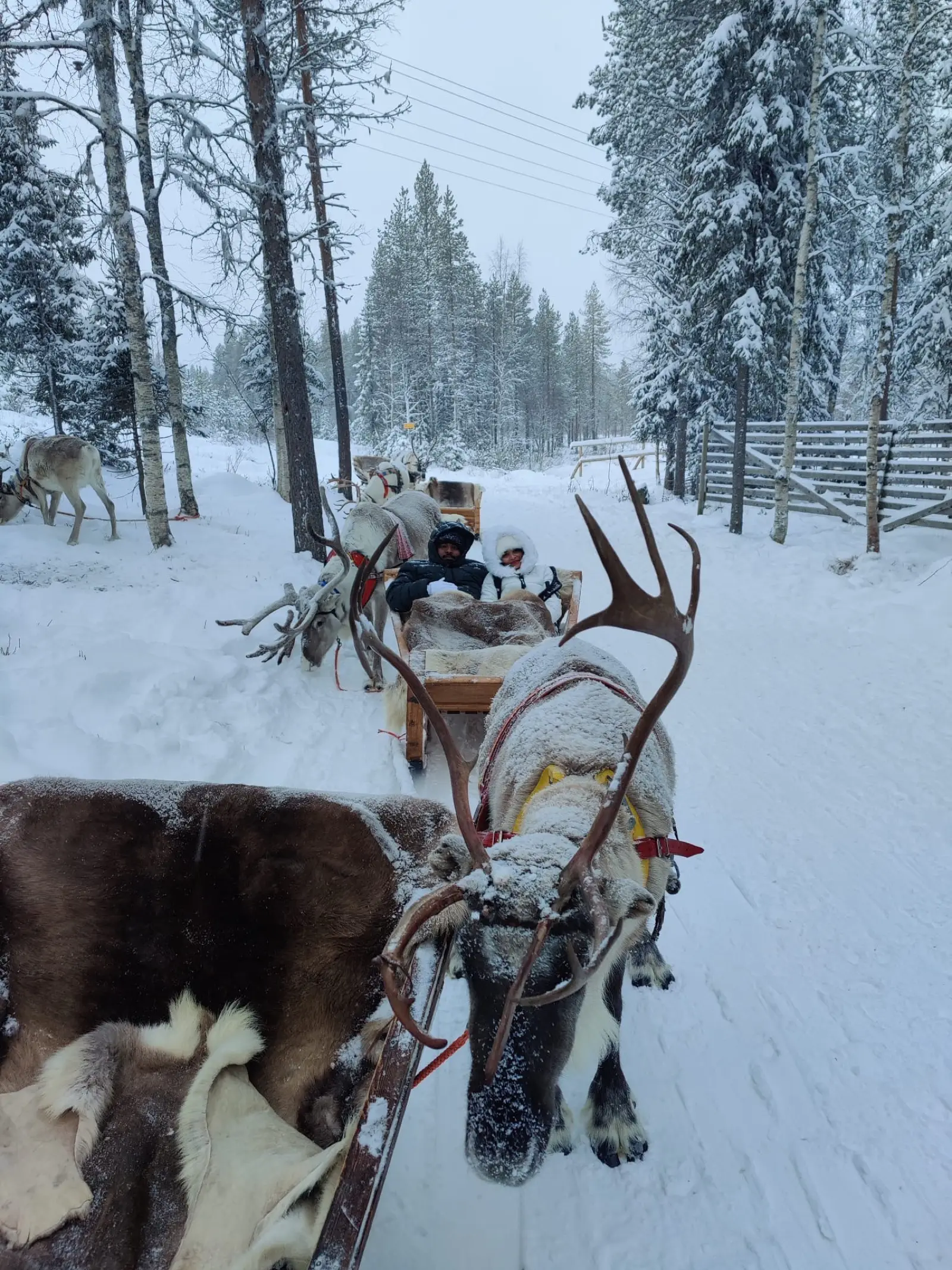 Reindeer Safari Lapland Finland
