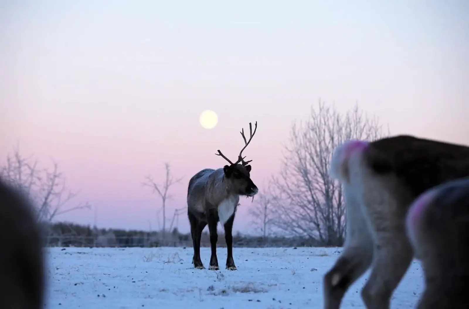 Reindeer silhouette at moonrise Finnish Lapland winter wilderness